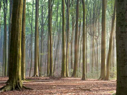 PokemonHGSS nature04 ld arceus unused.png