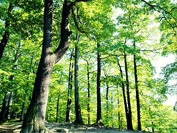 PokemonHGSS nature03 ld arceus unused.png