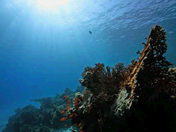 PokemonHGSS VER20090625 ld arceus nature02.png