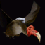 AOM Egypt Vulture.png