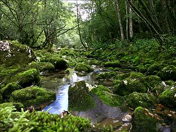 PokemonHGSS nature06 ld arceus unused.png