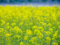 PokemonHGSS nature07 ld arceus unused.png