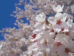 PokemonHGSS nature08 ld arceus unused.png