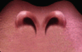 UNDERTALE-draed newnostril.png