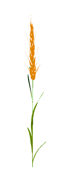 File:AHatIntime wheat.png