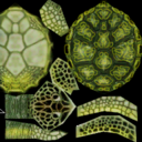 AOM Giant Turtle.png