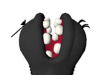 Super Mario Sunshine Eely-Mouth Teeth.png